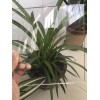 高硼硅平板玻璃廠家供應